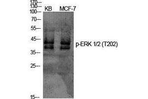 Western Blot (WB) analysis of specific cells using Phospho-ERK 1/2 (T202) Polyclonal Antibody. (ERK1/2 antibody  (pThr202))