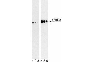 Western blot analysis of MEK1 (pS298) in mouse embryonic fibroblasts.