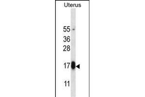 GPHB5 Antibody (C-term) (ABIN657157 and ABIN2846291) western blot analysis in human normal Uterus tissue lysates (35 μg/lane). (GPHB5 antibody  (C-Term))