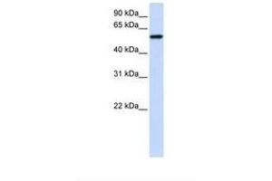 Image no. 1 for anti-Zinc Finger Protein 675 (ZNF675) (AA 146-195) antibody (ABIN6739451)