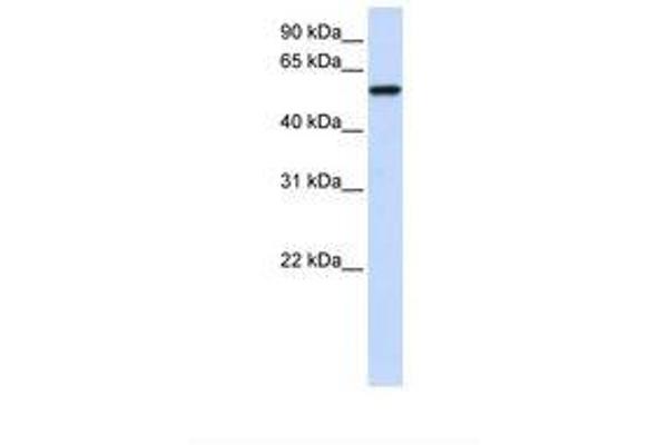 ZNF675 抗体  (AA 146-195)