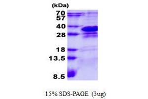 Image no. 1 for Charged Multivesicular Body Protein 1A (CHMP1A) protein (His tag) (ABIN1098475)