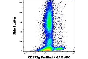 SIRPG antibody