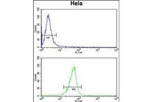 V17 Antibody (N-term) (ABIN652697 and ABIN2842465) flow cytometry analysis of Hela cells (bottom histogram) coared to a negative control cell (top histogram).