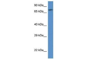 WB Suggested Anti-FAF1 AntibodyTitration: 1. (FAF1 antibody  (C-Term))