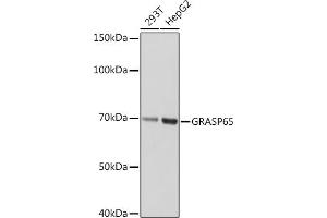 Western blot analysis of extracts of various cell lines, using GR Rabbit mAb (ABIN1679751, ABIN3015980, ABIN3015981 and ABIN7101472) at 1:1000 dilution. (GORASP1 antibody)