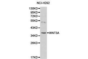 Western Blotting (WB) image for anti-Wingless-Type MMTV Integration Site Family, Member 3A (WNT3A) antibody (ABIN1875351) (WNT3A antibody)