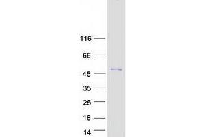 Validation with Western Blot (SNAPC2 Protein (Myc-DYKDDDDK Tag))