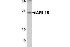 Western blot analysis of ARL15 in K562 cell lysate with AP30080PU-N ARL15 antibody at 1 μg/ml. (ARL15 antibody  (Center))