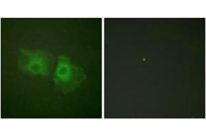 Immunofluorescence (IF) image for anti-Keratin 18 (KRT18) (AA 1-50) antibody (ABIN1532201)