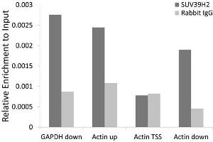 Chromatin immunoprecipitation analysis extracts of 293T cell line, using SUV39H2 antibody and rabbit IgG. (SUV39H2 antibody)