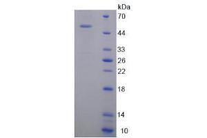Image no. 1 for serine/arginine-Rich Splicing Factor 2 (SRSF2) (AA 14-221) protein (His tag,GST tag) (ABIN6237079)