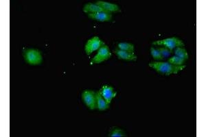 Immunofluorescent analysis of HepG2 cells using ABIN7152247 at dilution of 1:100 and Alexa Fluor 488-congugated AffiniPure Goat Anti-Rabbit IgG(H+L) (SLC1A7 antibody  (AA 115-220))