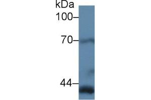 Western Blotting (WB) image for anti-Cytochrome C Oxidase Subunit II (COX2) (AA 240-351) antibody (ABIN7432424)