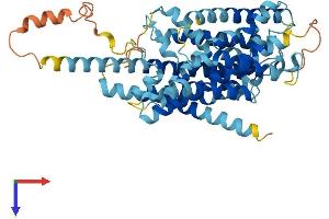 AlphaFold protein structure predicition of Human Recombinant TMEM104 Protein, UniprotID Q8NE00 (TMEM104 Protein (AA 1-496) (His tag))