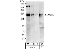 Western Blotting (WB) image for anti-Anillin, Actin Binding Protein (ANLN) (AA 1074-1124) antibody (ABIN7454747)