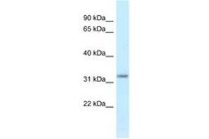 Image no. 1 for anti-Hydroxysteroid (17-Beta) Dehydrogenase 11 (HSD17B11) (AA 100-149) antibody (ABIN6747819) (HSD17B11 antibody  (AA 100-149))