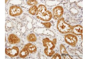 Immunoperoxidase of purified MaxPab antibody to PKLR on formalin-fixed paraffin-embedded human kidney. (PKLR antibody  (AA 1-574))
