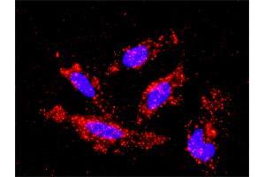 Proximity Ligation Analysis of protein-protein interactions between MAPK3 and MAP3K1. (MAP3K1 antibody  (AA 1211-1310))