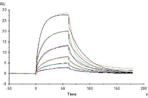 Surface Plasmon Resonance (SPR) image for neonatal Fc Receptor (FcRn) (AA 24-297) protein (His tag) (ABIN7274676)
