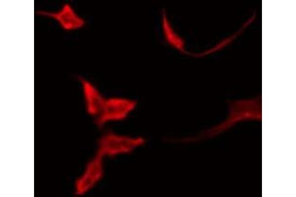 OR51T1 antibody  (Internal Region)