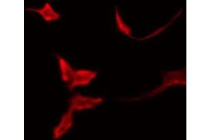ABIN6276086 staining HT29 by IF/ICC. (OR51T1 antibody  (Internal Region))
