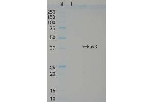 SDS-PAGE (SDS) image for RuvB (Active) protein (ABIN2452184)