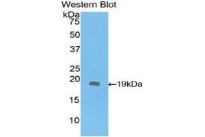 Western Blotting (WB) image for anti-Interleukin 1 Receptor Antagonist (IL1RN) (AA 26-177) antibody (ABIN1859394) (IL1RN antibody  (AA 26-177))