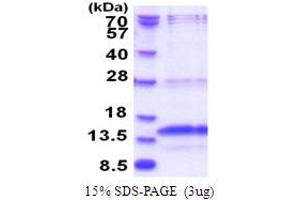 SDS-PAGE (SDS) image for Polymerase (RNA) III (DNA Directed) Polypeptide K, 12.3 KDa (POLR3K) (AA 1-108) protein (His tag) (ABIN6387460)