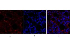 Immunofluorescence analysis of mouse lung tissue. (SMAD4 antibody  (AA 40-120))