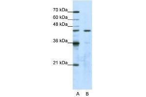 GTPBP9 antibody used at 1. (OLA1 antibody)