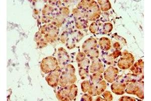 Immunohistochemistry of paraffin-embedded human pancreatic tissue using ABIN7144490 at dilution of 1:100 (Ghrelin antibody  (AA 1-117))