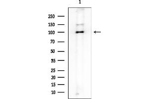 anti-Anoctamin 3 (ANO3) antibody