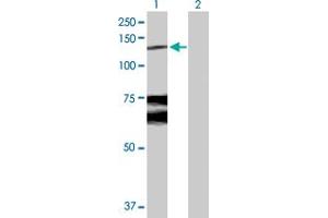 Western Blot analysis of WWP1 expression in transfected 293T cell line by WWP1 MaxPab polyclonal antibody. (WWP1 antibody  (AA 1-922))