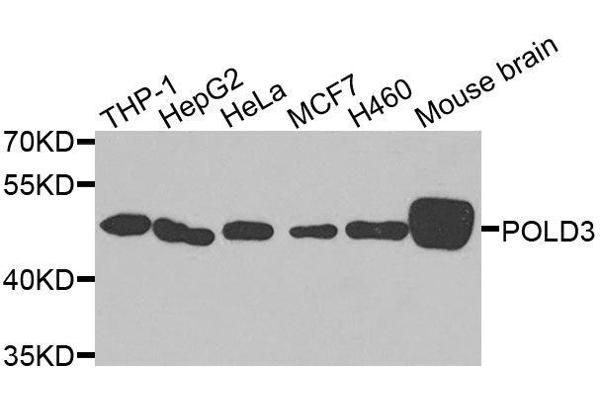 POLD3 antibody  (AA 197-466)