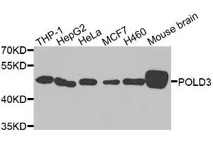 Western blot analysis of extracts of various cell lines, using POLD3 antibody. (POLD3 antibody  (AA 197-466))