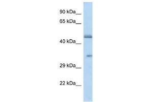 Western Blot showing OR2L8 antibody used at a concentration of 1.