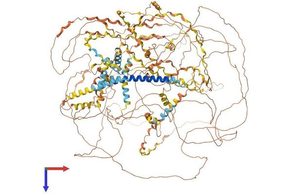 COL17A1 Protein (AA 1-1470) (His tag)