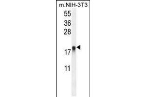 Western blot analysis in mouse NIH-3T3 cell line lysates (35ug/lane). (ARL8A antibody  (AA 116-142))