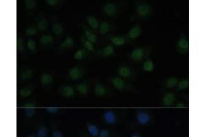 Immunofluorescence analysis of HeLa cells using CREB1 Polyclonal Antibody at dilution of 1:100. (CREB1 antibody)