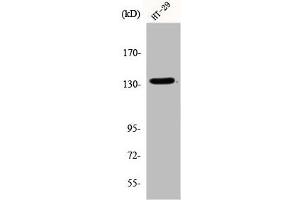 Western Blot analysis of HT29 cells using DNA Ligase I Polyclonal Antibody (LIG1 antibody  (N-Term))