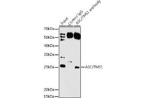 Immunoprecipitation (IP) image for anti-PYD and CARD Domain Containing (PYCARD) antibody (ABIN7269756)