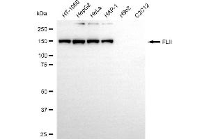 Western blotting analysis using FLII antibody (ABIN7798630).