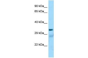 Western Blotting (WB) image for anti-Succinate-CoA Ligase, alpha Subunit (SUCLG1) (N-Term) antibody (ABIN971824) (SUCLG1 antibody  (N-Term))