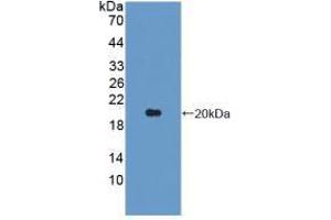 Western blot analysis of recombinant Pig IL1b. (IL-1 beta antibody  (AA 95-262))