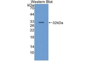 Western Blotting (WB) image for anti-Pancreatic Lipase (PNLIP) (AA 47-280) antibody (ABIN1859669)