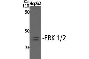 Western Blot analysis of HepG2 cells with Phospho-ERK 1/2 (Tyr204) Polyclonal Antibody at dilution of 1:2000 (ERK1/2 antibody  (pTyr204))