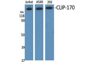 Western Blot (WB) analysis of specific cells using CLIP-170 Polyclonal Antibody. (CLIP1 antibody  (C-Term))