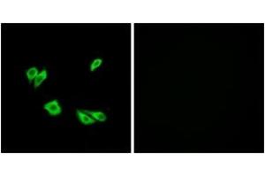 Immunofluorescence analysis of HepG2 cells, using Dab1 (Ab-220) Antibody. (DAB1 antibody  (AA 187-236))