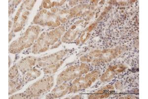 Immunoperoxidase of purified MaxPab antibody to MPPED1 on formalin-fixed paraffin-embedded human stomach. (MPPED1 antibody  (AA 1-326))